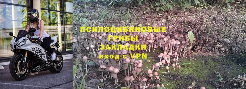 kraken маркетплейс  Нахабино  Псилоцибиновые грибы Magic Shrooms 